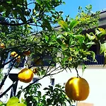 Verdeoliva