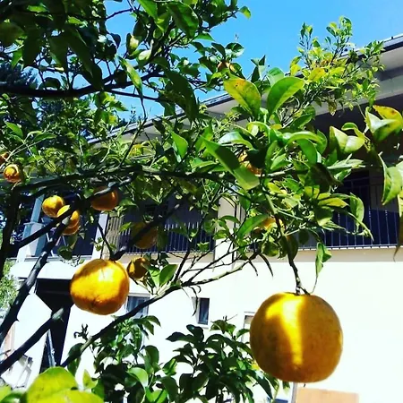 Verdeoliva