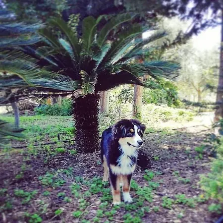 Verdeoliva Panzió Modugno